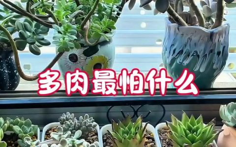 多肉植物的正确养殖方法：从浇水到换盆的全方位养护指南