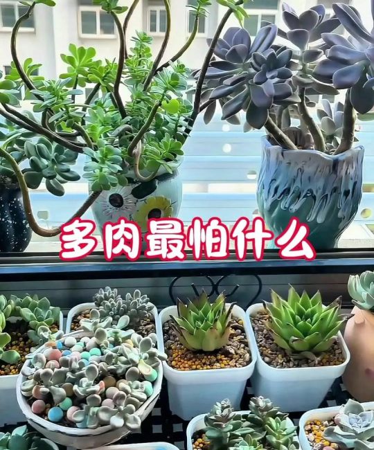 多肉植物的正确养殖方法：从浇水到换盆的全方位养护指南