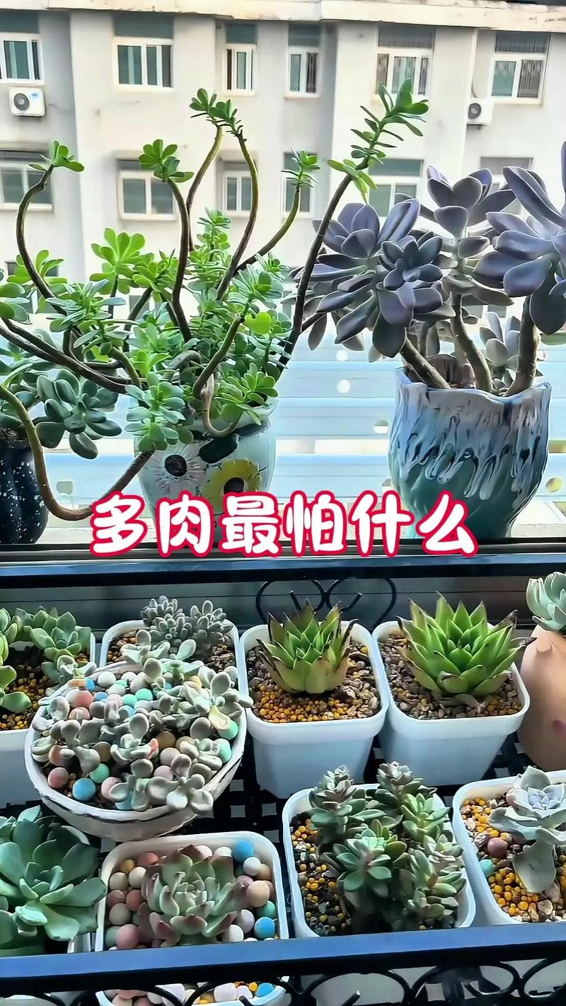 多肉植物的正确养殖方法:从浇水到换盆的全方位养护指南 多肉植物的正确养殖方法:从浇水到换盆的全方位养护指南