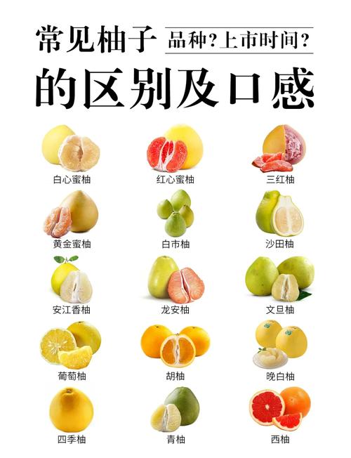 哪个品种的柚子最好吃?沙田柚与琯溪蜜柚六大维度硬核对比 四、场景化选择建议