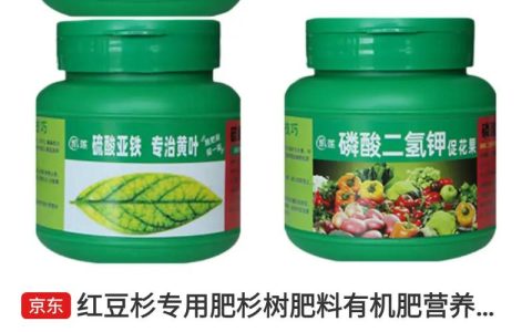 红豆杉放什么肥料？家庭养护施肥与日常管理全指南