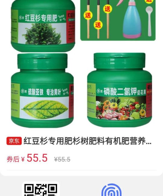 红豆杉放什么肥料？家庭养护施肥与日常管理全指南