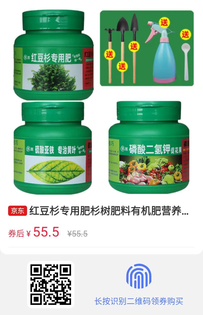 红豆杉放什么肥料?家庭养护施肥与日常管理全指南 一、浇水:干透浇透,宁干勿涝更安全