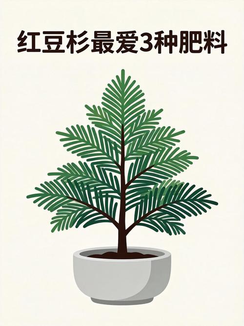 红豆杉放什么肥料?家庭养护施肥与日常管理全指南 二、施肥:薄肥勤施,生长季少量多次更稳妥