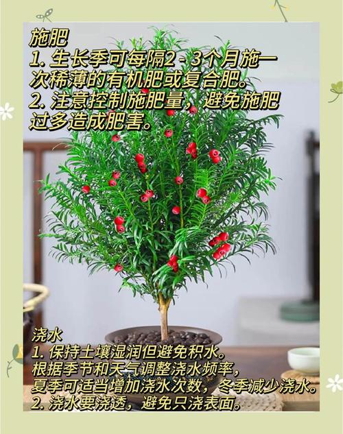 红豆杉放什么肥料?家庭养护施肥与日常管理全指南 五、越冬越夏:控水、通风、避极端温度
