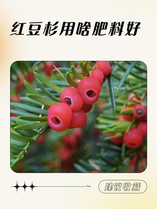 红豆杉放什么肥料?家庭养护施肥与日常管理全指南 六、换盆与田间管理:2-3年一次,春季换盆更稳