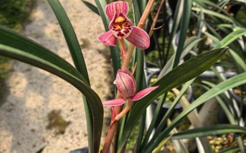 建兰红草红荷开花香吗？深度解析花期、香气与促花养护