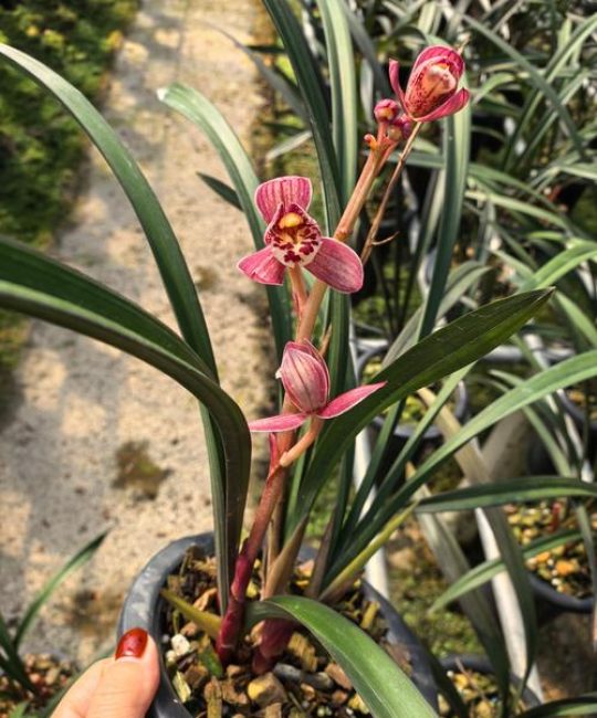 建兰红草红荷开花香吗？深度解析花期、香气与促花养护