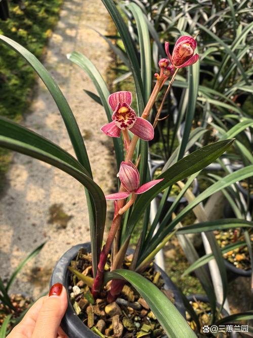 建兰红草红荷开花香吗?深度解析花期、香气与促花养护 一、花期与观赏期:7月吐箭,8-9月为盛花期