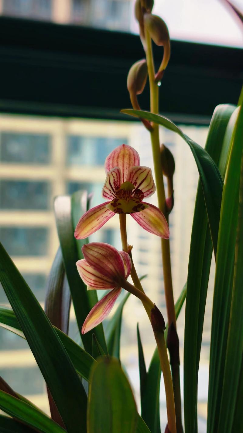 建兰红草红荷开花香吗?深度解析花期、香气与促花养护 二、影响开花与香气浓度的关键因素(含具体参数)
