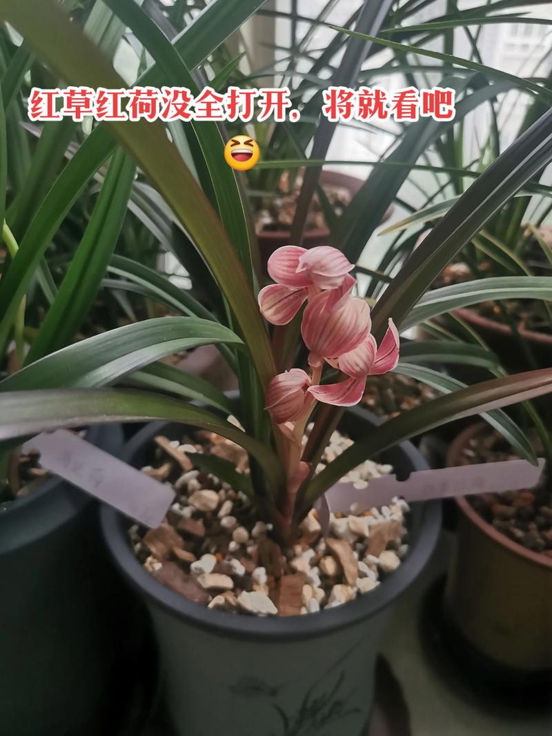 建兰红草红荷开花香吗?深度解析花期、香气与促花养护 五、FAQ(根据正文,不包含未出现内容)