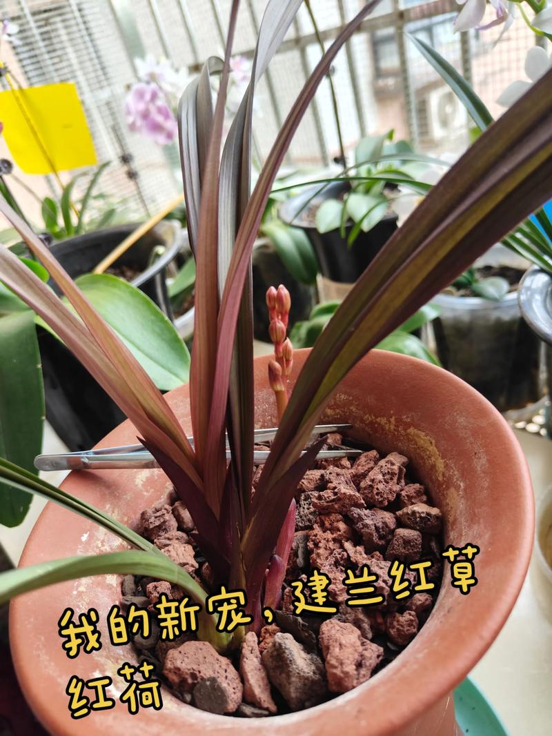 建兰红草红荷开花香吗?深度解析花期、香气与促花养护 总结