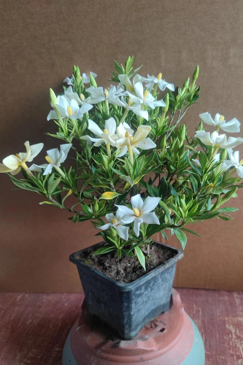 栀子花孕妇能闻吗?专家详解养护与安全性 栀子花孕妇能闻吗?专家详解养护与安全性