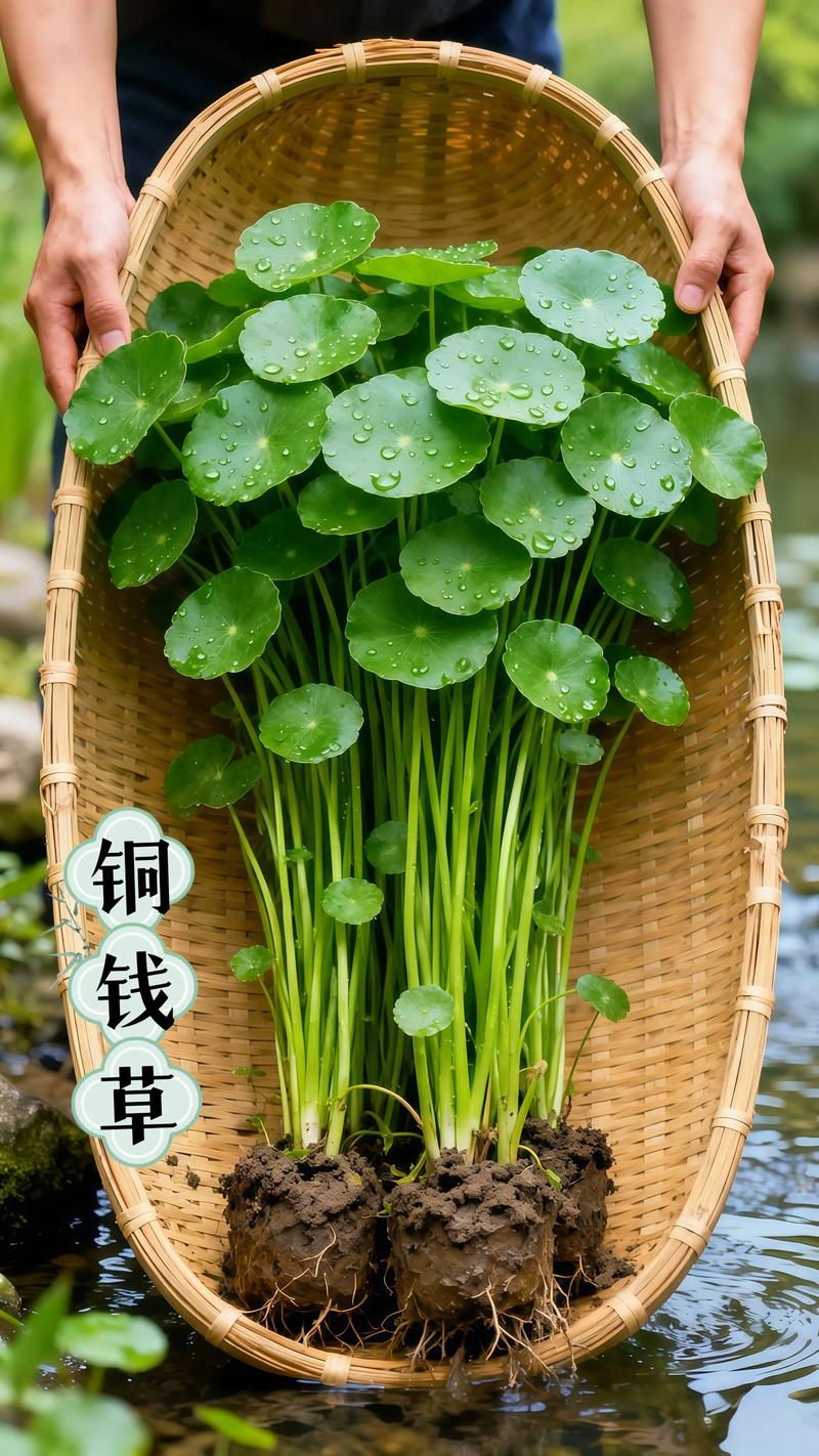 一、为什么铜钱草容易长苔？