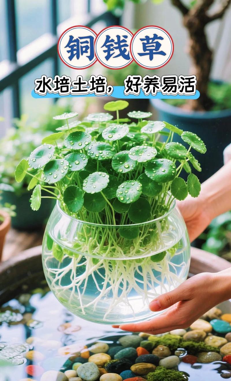 四、温和药剂辅助（极必要时）