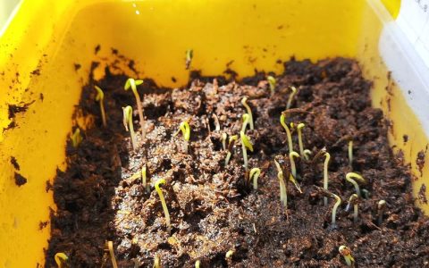 波斯菊种子怎么得到？从采收保存到播种发芽的全流程指南