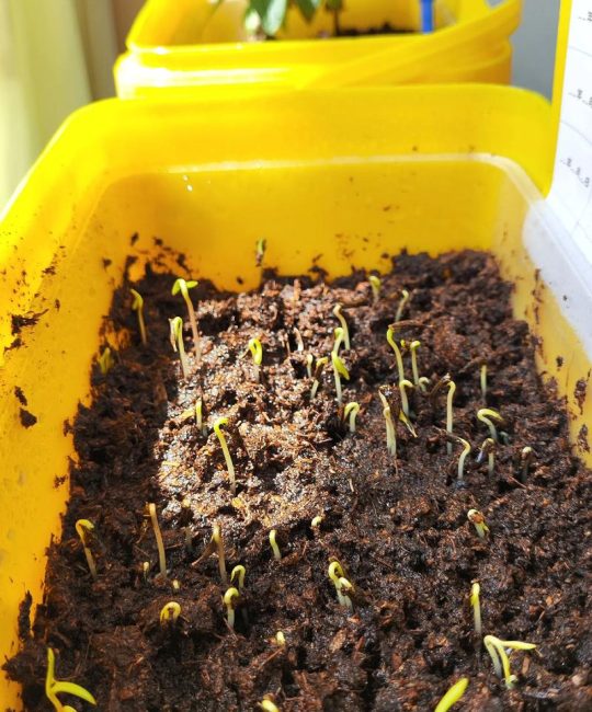 波斯菊种子怎么得到？从采收保存到播种发芽的全流程指南