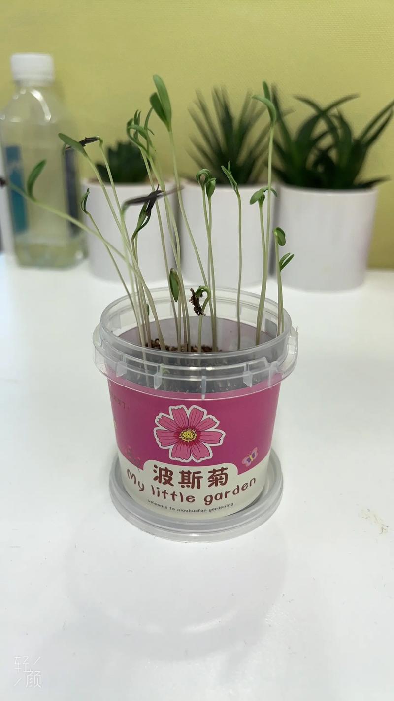 如何获得波斯菊种子