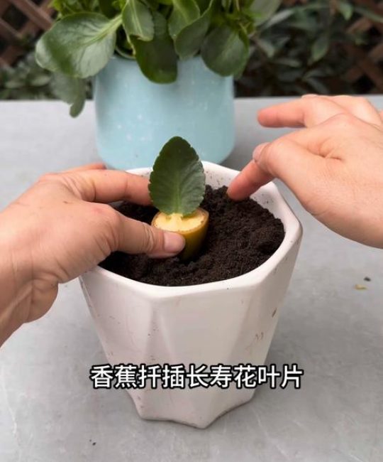 长寿花叶子能扦插繁殖吗？——全流程技术解析与实操指南