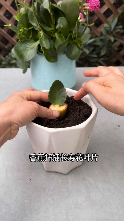 长寿花叶子能扦插繁殖吗?——全流程技术解析与实操指南 一、品种确认与繁殖方式筛选