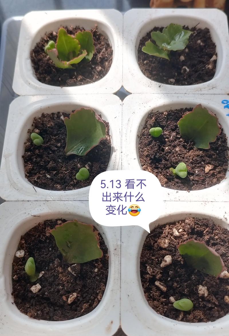 长寿花叶子能扦插繁殖吗?——全流程技术解析与实操指南 二、基质配制与环境参数设定