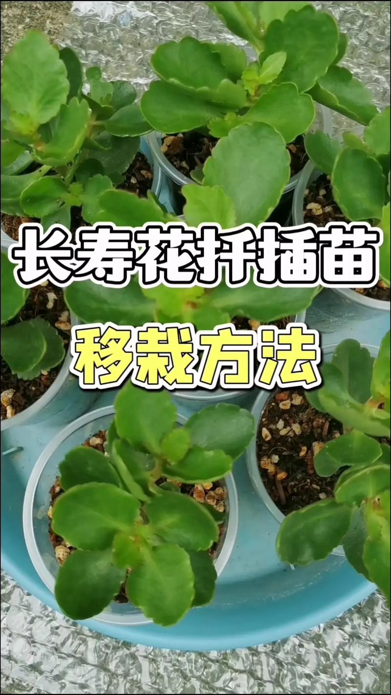 长寿花叶子能扦插繁殖吗?——全流程技术解析与实操指南 五、幼苗管理指南与移栽决策