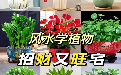 大门口栽什么花镇宅旺财？3种寓意好且好养的花卉推荐