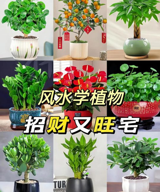 大门口栽什么花镇宅旺财？3种寓意好且好养的花卉推荐
