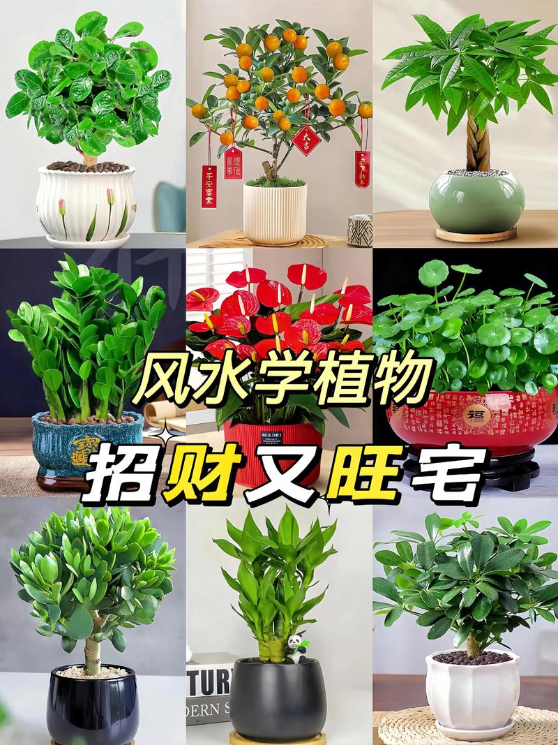 大门口栽什么花镇宅旺财?3种寓意好且好养的花卉推荐 大门口栽什么花镇宅旺财?3种寓意好且好养的花卉推荐