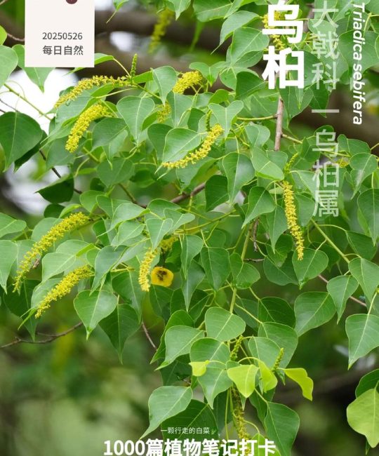 乌桕树作为砧木能嫁接什么树？——繁殖育苗技术专家详解