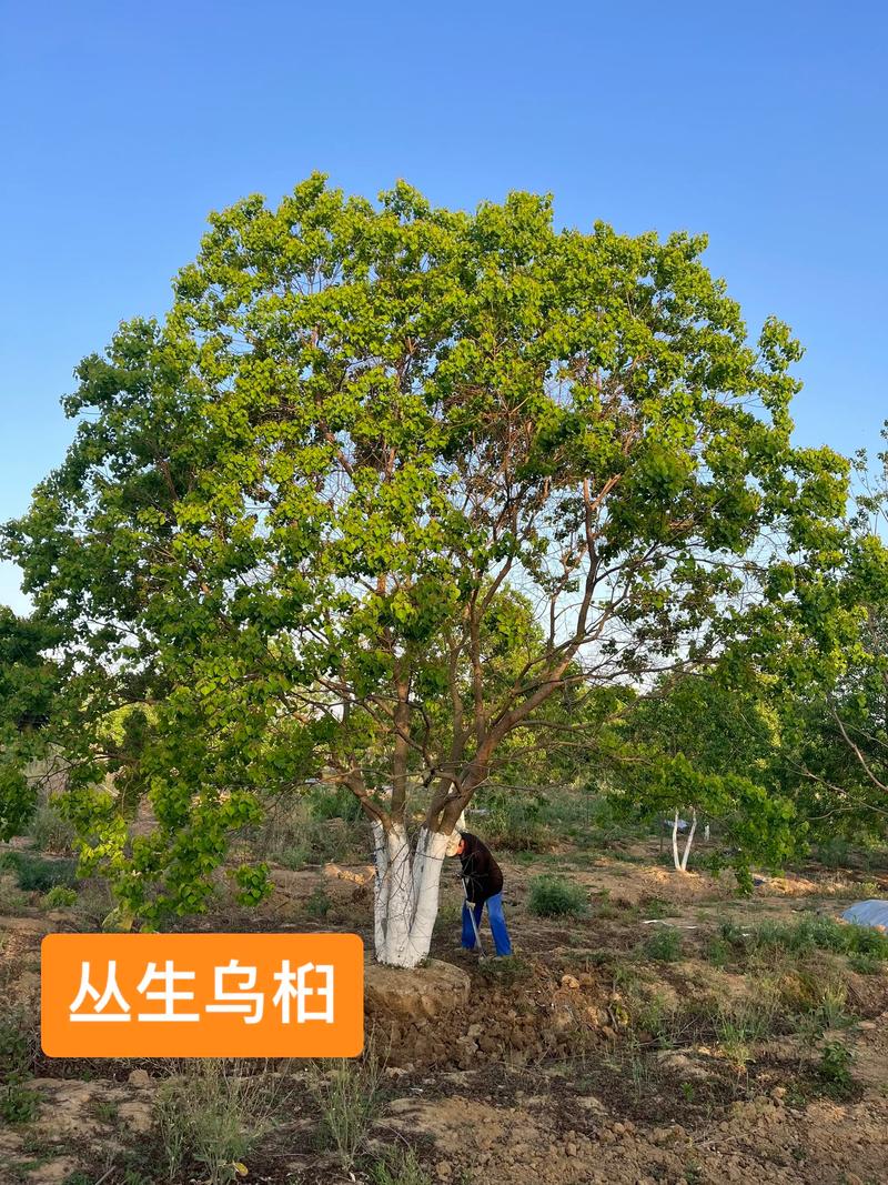 乌桕树作为砧木能嫁接什么树?——繁殖育苗技术专家详解 二、嫁接操作流程与关键参数