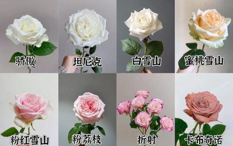 玫瑰花的品种有哪些？家庭阳台必选的5大热门品种推荐