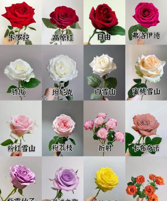 玫瑰花的品种有哪些？家庭阳台必选的5大热门品种推荐