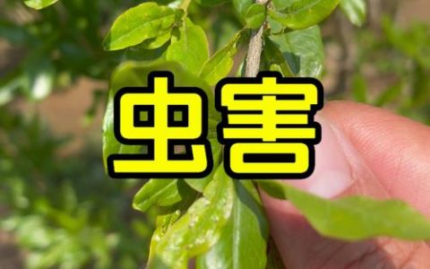 石榴树病虫害防治全攻略：常见病害与虫害识别及科学用药指南