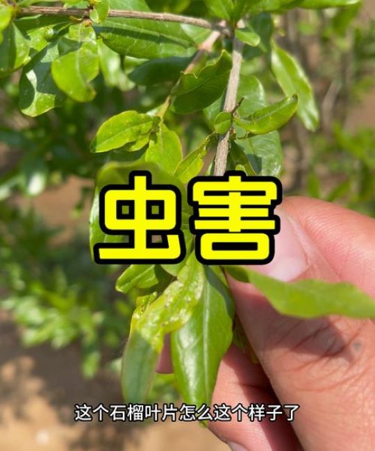 石榴树病虫害防治全攻略：常见病害与虫害识别及科学用药指南