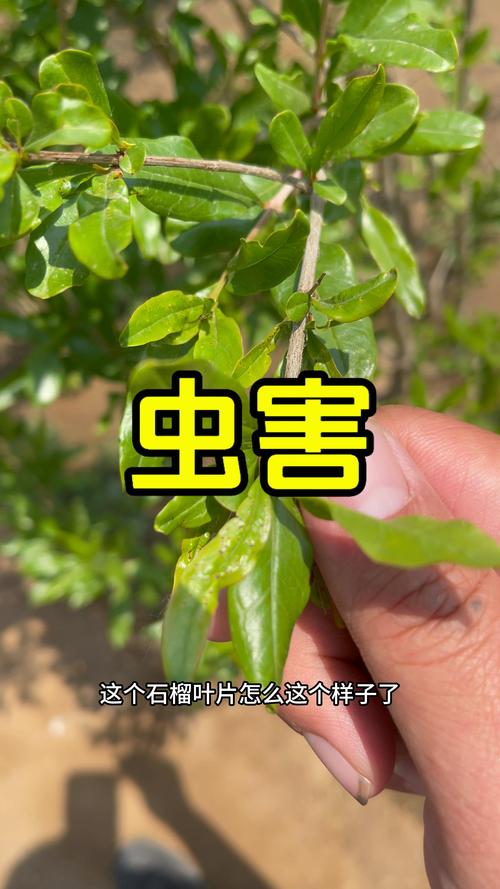 石榴树病虫害防治全攻略：常见病害与虫害识别及科学用药指南