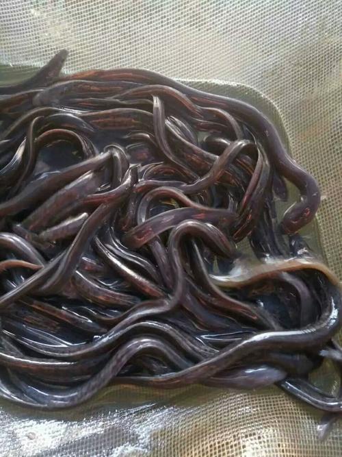 标准化质量核查清单