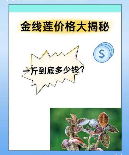 睡莲苗多少钱一颗？2026年市场参考价格区间与五大影响因素详解