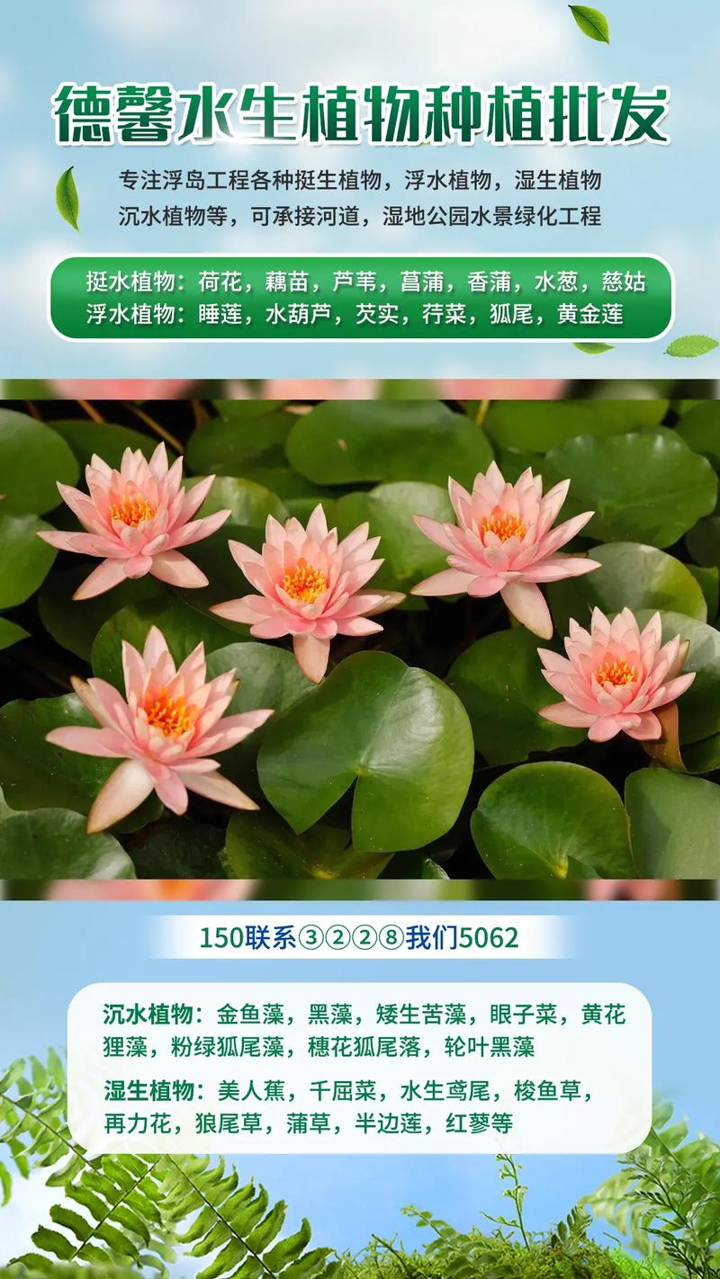 睡莲苗多少钱一颗?2026年市场参考价格区间与五大影响因素详解 四、数量:批发与零售的定价差异