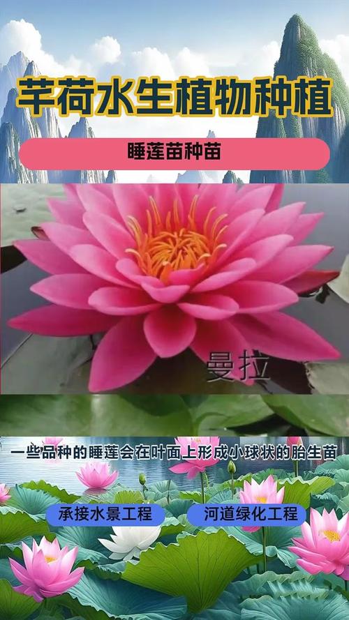 睡莲苗多少钱一颗?2026年市场参考价格区间与五大影响因素详解 常见问题 (FAQ)