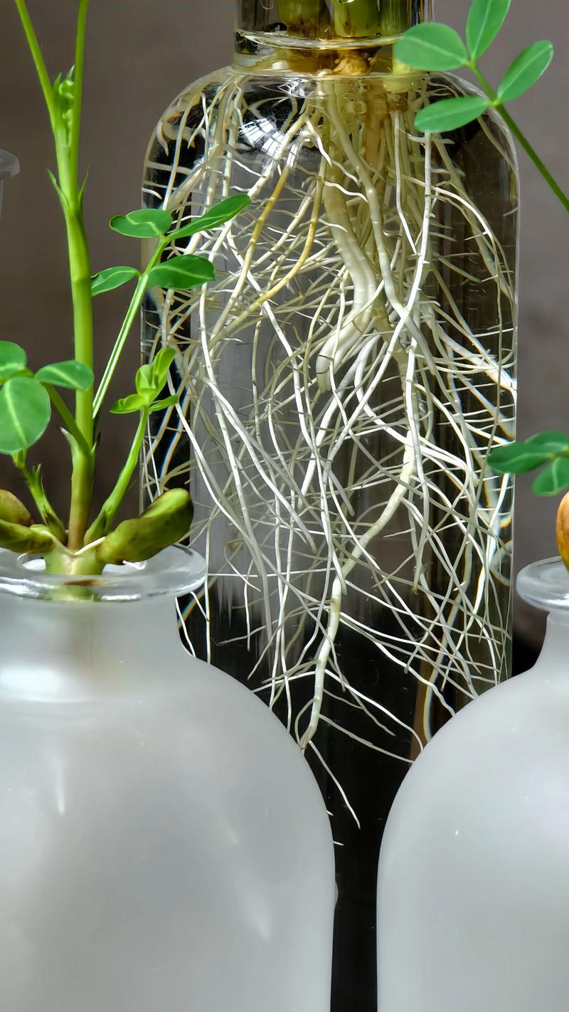 水培植物可以盆栽吗?从根系适应到基质配比的全流程指南 绝大多数水培植物可以转为盆栽,但需满足两个基本条件