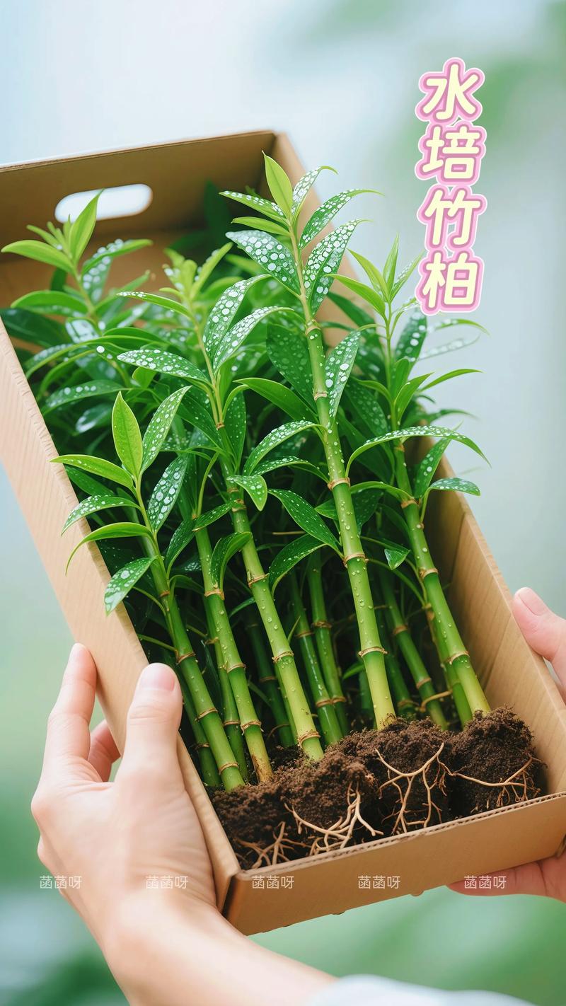水培植物可以盆栽吗?从根系适应到基质配比的全流程指南 判断你的植物是否适合直接转土培