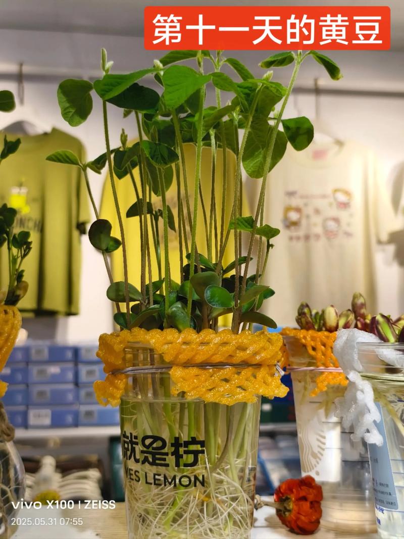 水培植物可以盆栽吗?从根系适应到基质配比的全流程指南 操作步骤:从水培到土培的4个关键节点