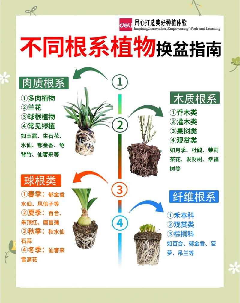 水培植物可以盆栽吗?从根系适应到基质配比的全流程指南 总结