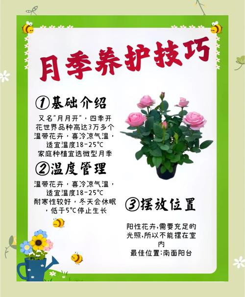 月季(玫瑰花)养护全攻略:花色花期、光照水肥与盆栽地栽指南 常见误区与纠正