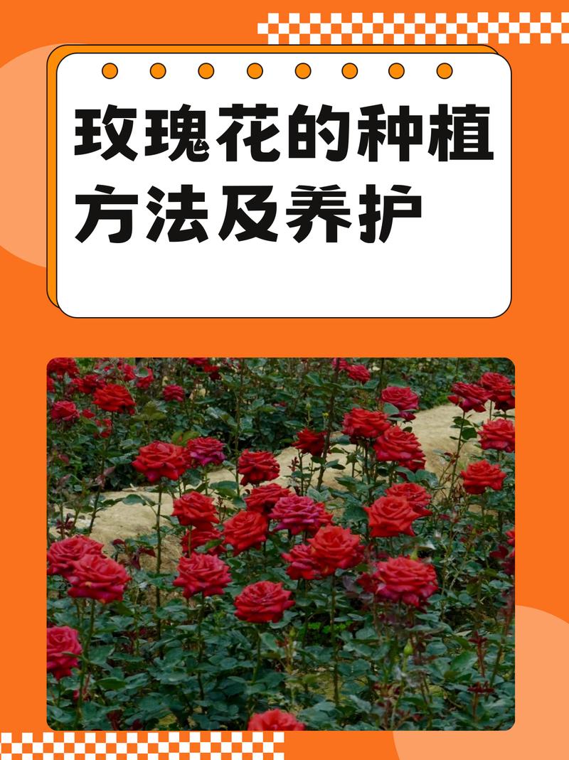 月季(玫瑰花)养护全攻略:花色花期、光照水肥与盆栽地栽指南 FAQ