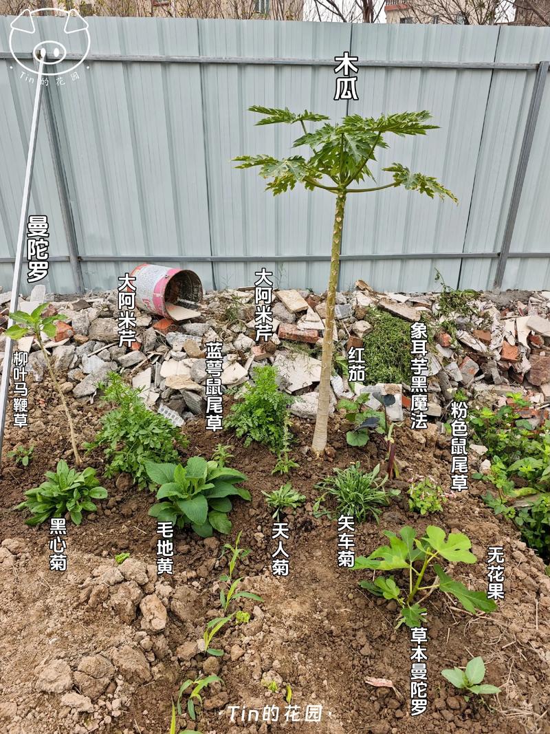 木瓜树在河南能种植吗?——河南种植木瓜树完全指南 三、适种区域与品种推荐