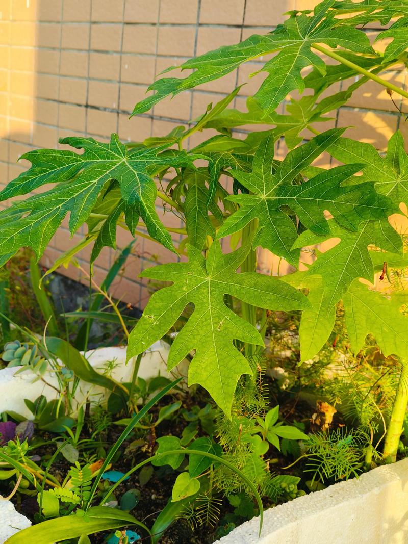 木瓜树在河南能种植吗?——河南种植木瓜树完全指南 二、河南气候与木瓜树适应性分析