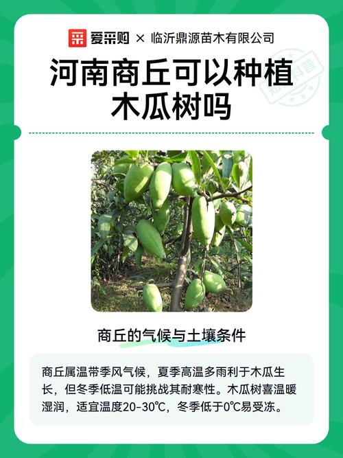 木瓜树在河南能种植吗?——河南种植木瓜树完全指南 五、总结