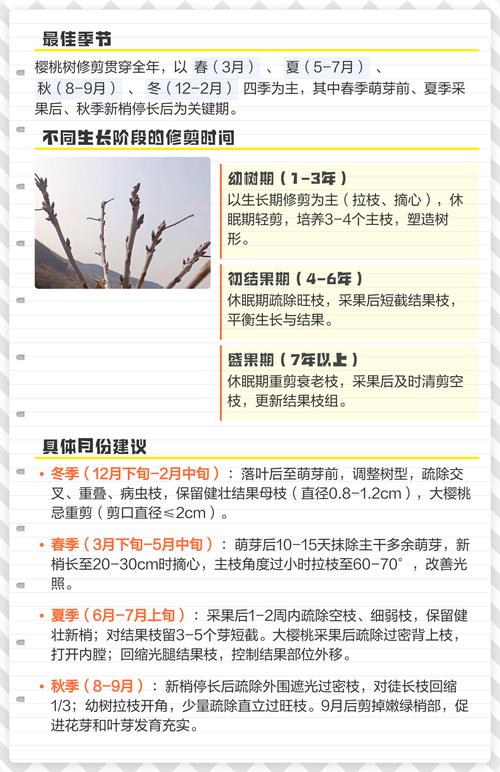 樱桃树什么时候修剪最好?家庭种植修剪时间与技巧全解析 樱桃树什么时候修剪最好?家庭种植修剪时间与技巧全解析